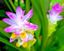 🌺🌺 Magnificent Curcuma Red flower-plant 3root rhizomes fast grow turmeric GR23