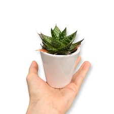 Set 10 mini piante grasse Vere in vaso di ceramica per Bomboniere