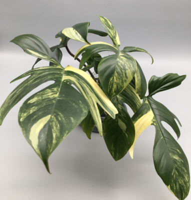 Philodendron Florida Beauty variegata Stecklinge | eBay.de
