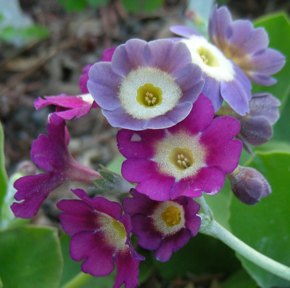 Garden or Border Auricula Seeds : Mixed Colours : Alpine Primula Hybrids - Image 3 of 4
