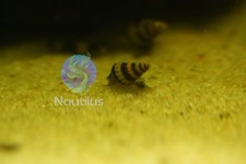 Assassin Snails Clea helena  Freshwater Pest Control We combine shipping 