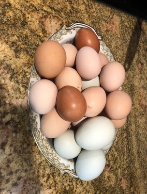 12+ BYM fertile hatching rainbow assortment eggs barnyard mix (hens choice)