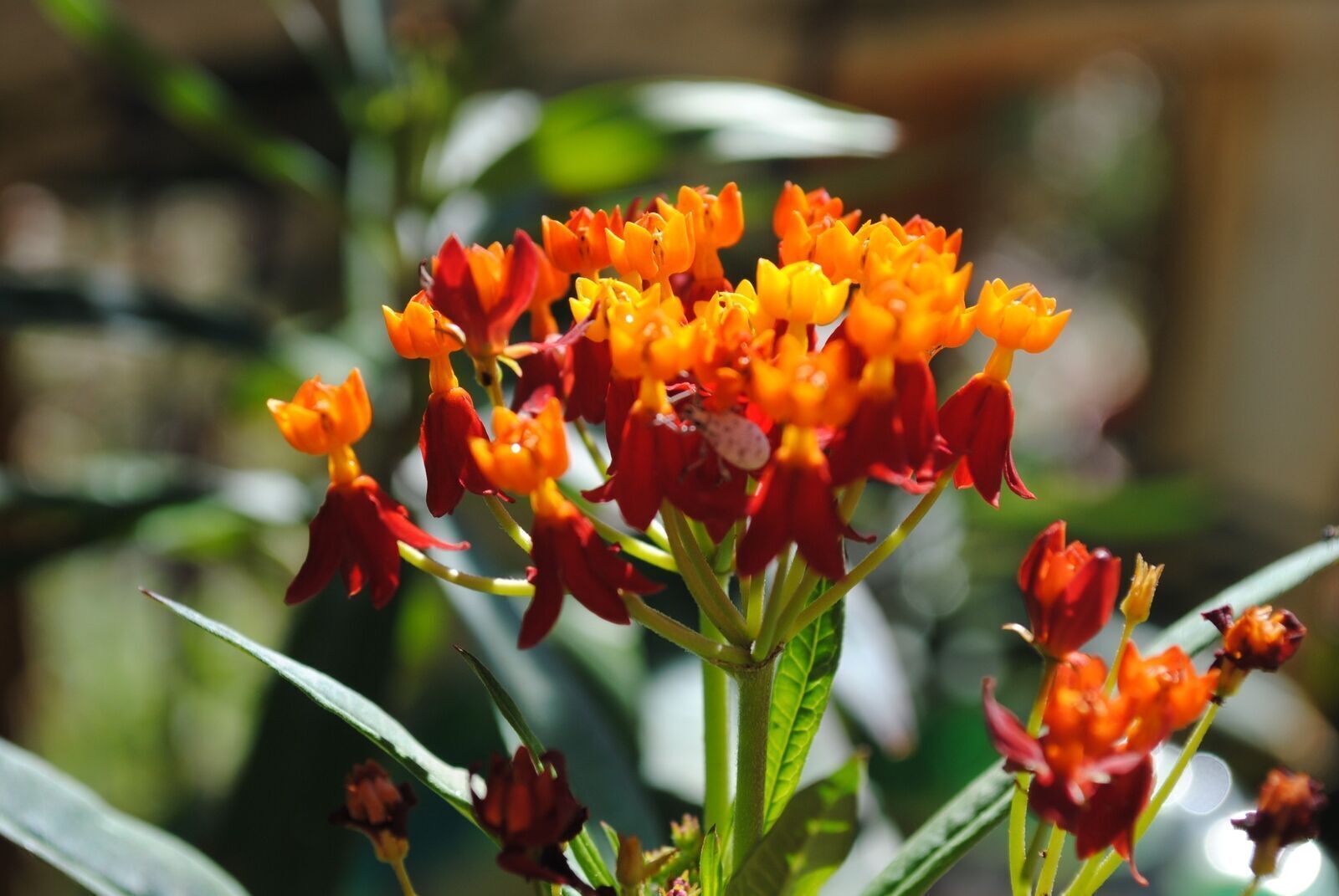 288 ASCLEPIAS SILKY DEEP RED Live Plants Plugs Garden Home Planters AV