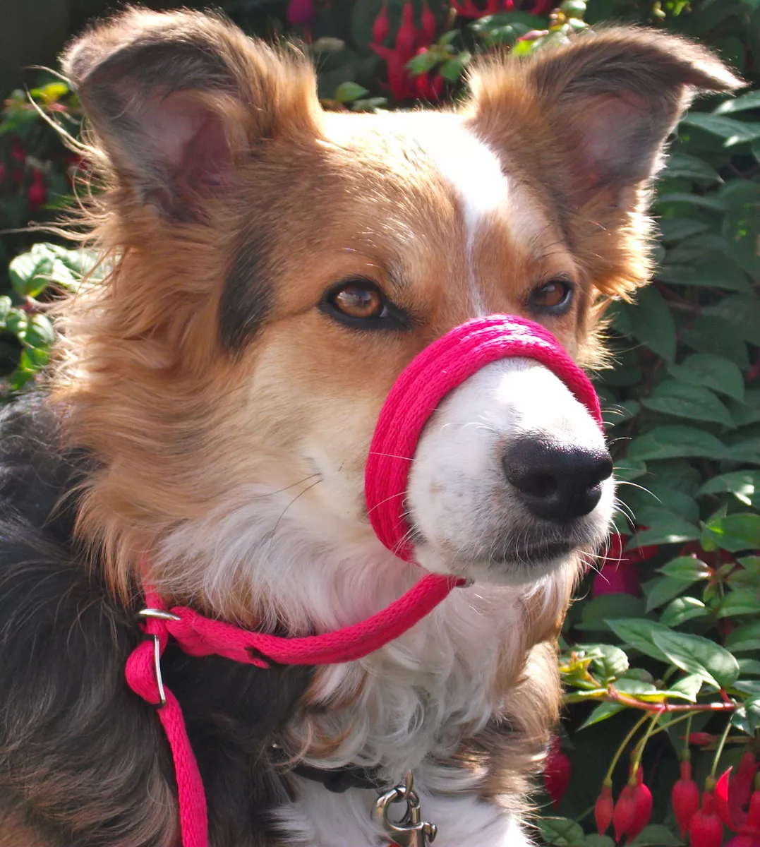 Dog head collar figure eight sale