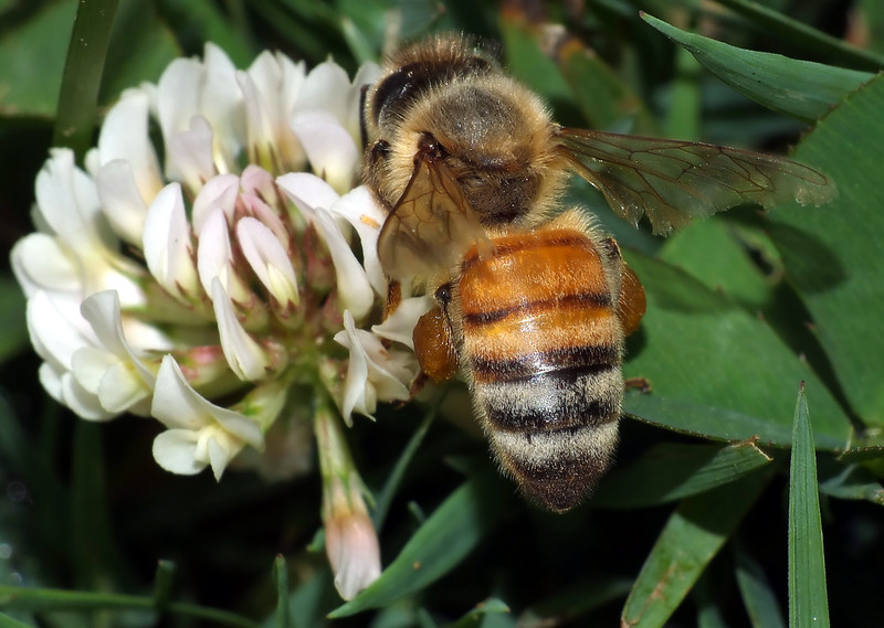 20 grams White Dutch Clover seed. Stabilize Nitrogen, Feed Bees! Evergreen Lawn!