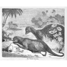 Egyptian Ichneumons - Antique Print 1856
