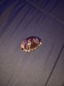 Vintage Carved Tiger Cowrie Shell with Cranes Birds Souvenir 3" Cameo Style