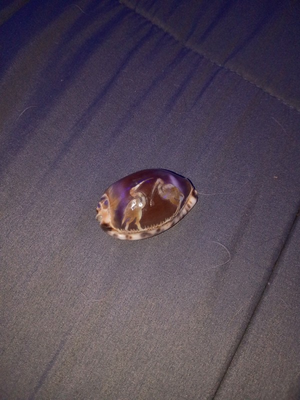 Vintage Carved Tiger Cowrie Shell with Cranes Birds Souvenir 3" Cameo Style