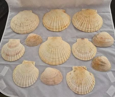 Large 7" Scallop Shells, Hawaiian Shell Ashtray, wood Koi fish, Craft LOT