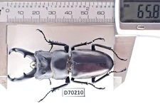 D70210. Insects, Lucanidae: Kirchnerius cyclommatoides. Vietnam, Ha Giang. Big