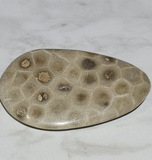 Polished Petoskey Stone Hexagonaria Michigan 2" 1 oz Fossil