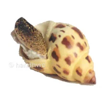 AAA 95833 Japanese Spotted Babylon Marine Snail Shell Model Toy Replica - NIP