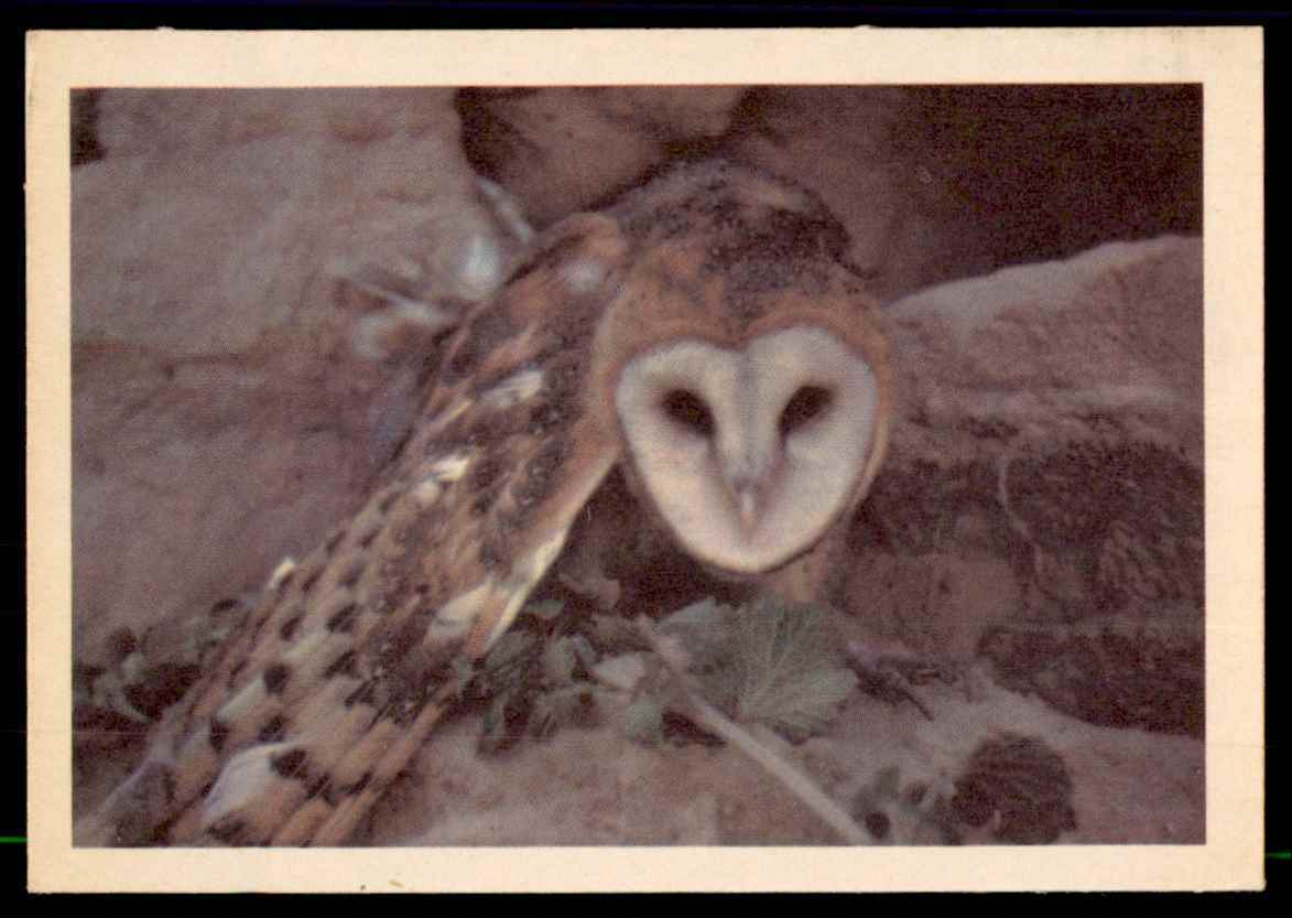 1958 Oak Manufacturing Barn Owl Birds | eBay