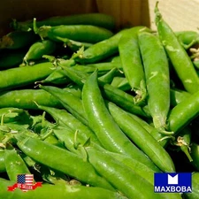 Pea Seeds - Snap - Sugar Daddy Non-GMO / Heirloom / Garden Vegetable / Fresh