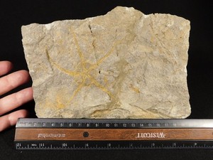 STARFISH Fossil in Big Matrix Ordovician Era 100% Natural 830gr