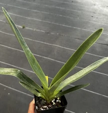 SELECT SALE - MULTIFLORAL PAPH ORCHID HYBRID Addicted Phillip x roths NBS