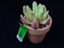 Faux Potted Red Back Succulent Plant by Ashland Spring Garden Planter