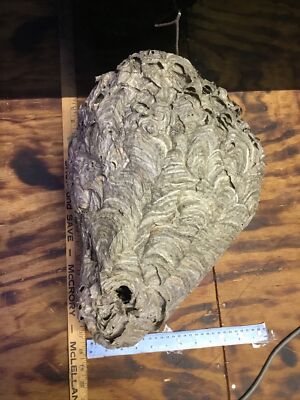 Bald Face Hornet Nest ,Art , Science. Taxidermy  REAL Paper Bee Hive.