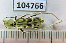 104766. Insects, butterflies: Cerambycidae sp. Vietnam, Yen Bai