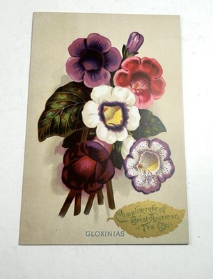 Gloxinias Flowers Large Great Atlantic & Pacific Tea Co Victorian Trade Card 