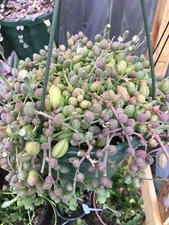 String of watermelon succulent plants