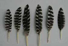 Turkey Wing Quill Feathers Mini Rock Barred 20 Pc - Regalia Hawk Dream Catcher