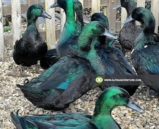 5  Pure Breed Cayuga Duck Hatching Eggs- Beautiful and Rare 