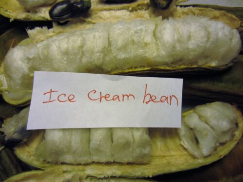 ~24" Inga Feuillei FLORIDA Ice Cream Bean Tropical Fruit Tree Plant Pacay