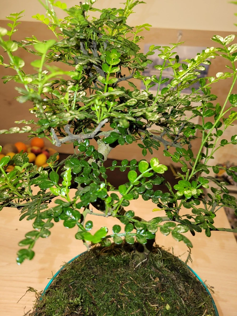 quince bonsai Yashima Japanese Flowering Quince – Bella Bonsai Nursery main image 0