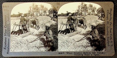 Egypt Threshing Beans Stereoview Keystone View Co. 1900s Curved Mount