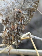 1 Fresh Chinese Praying Mantis Egg Case Ootheca - Live Hatch 50-200 Nymphs