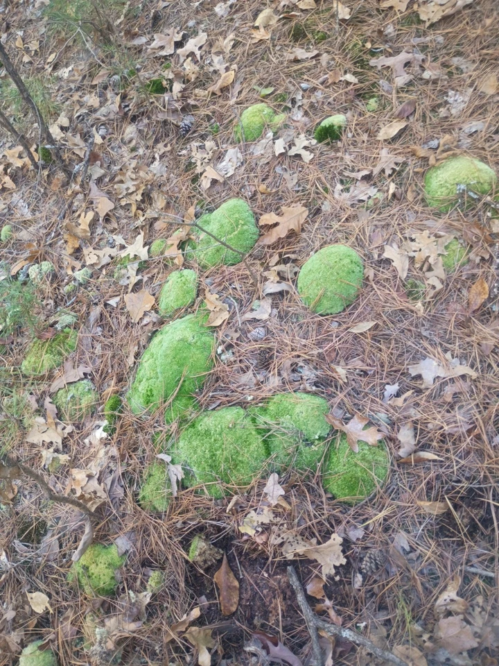 Musgo alfiletero recién cosechado Foto 2 de 4