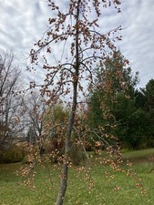 NATIVE American Persimmon SEEDLINGS--Diospyros virginiana--SOLD OUT