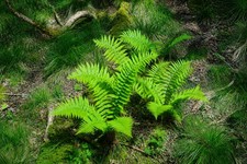 WOODLAND FERN PLANTS – 15 HEALTHY PLANTS – GARDEN READY