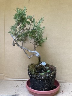 Rosemary Pre Bonsai Tree Outdoor Needle like Foliage 13 in Tall
