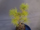 Pinus parviflora sp.Gifu pref. 'Himekomatsu' golden leaf [Must read description]