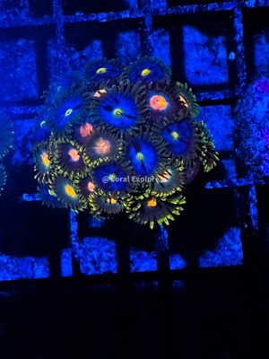 CE- WYSIWYG Mix Combo Zoa Zoanthid Frag Live Coral LPS SPS #R1GE5