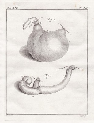 Totenkopfaffe Squirrel monkey Affe Innereien Anatomie engraving Buffon 1780
