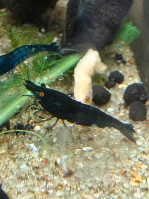 #ad 101 Homebred Orange Eye Blue Demon Michael Häsler Neocaridina line. $120.00