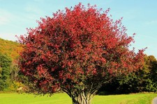 European Spindle tree seeds - 50/100/200/500/1,000 - EUONYMUS EUROPAEUS