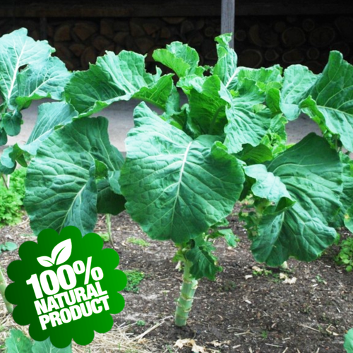 300 Seeds Couve Galega Portuguese Walking Stick Cabbage Kale Tree Collard Greens eBay