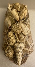 Bag Of Varies Seashells All Details In Pictures 2lbs 6oz 1kg 50gr 