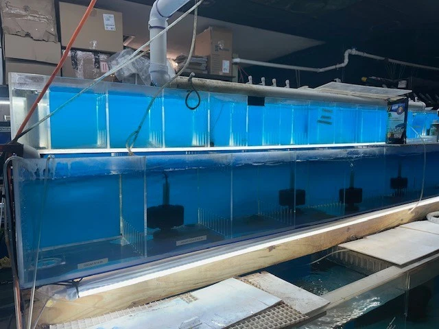 345 GALLONS ACRYLIC FISH TANK, BREEDING FISH OR RETAIL HOLDING TANK 3 LEVELS  - Image 4 of 4