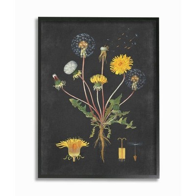 Botanical Drawing Dandelion, Design by Artist Lettered and Lined Wall Art, 11...