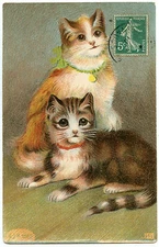 Chat. Cat. Katze. Chatons. Kittens