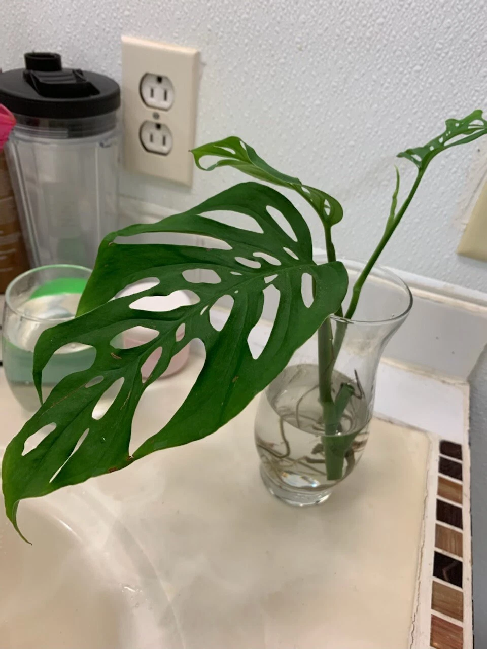 Monstera Esqueleto Leaf Cutting
Opens in a new window or tab