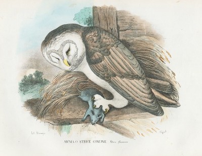 Strix owls owl owl owl owl owl birds lithograph litho Boschi 1863-79