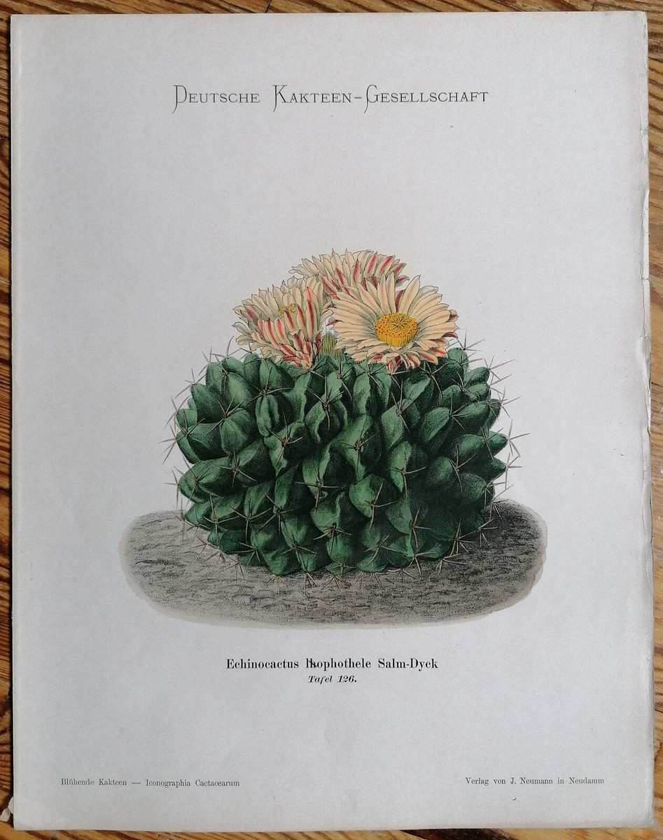 Schumann Originaldruck Blhende Kakteen Kaktus Echinocactus Iophothele -  1900 | eBay