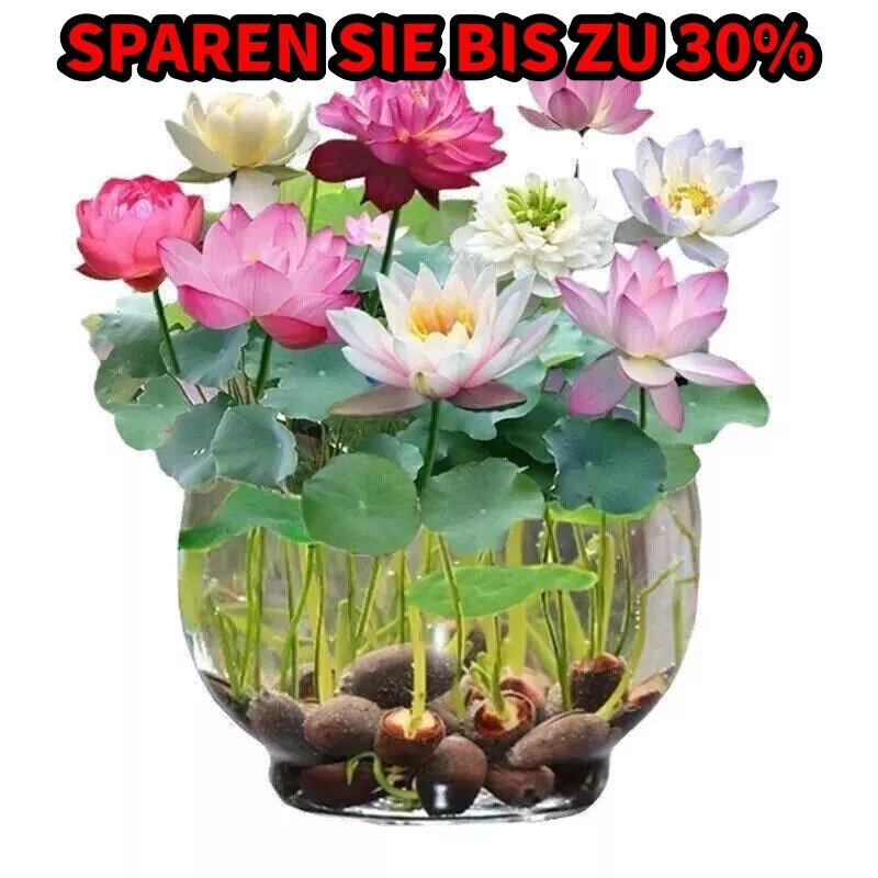 MARKENLOS Lotus Mix Blumen outdoor handverlesen Wasserpflanzen Wasser Garten 30 Samen Seed