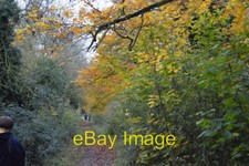 Photo 6x4 Autumnal colours, Roman Road Cherry Hinton  c2017